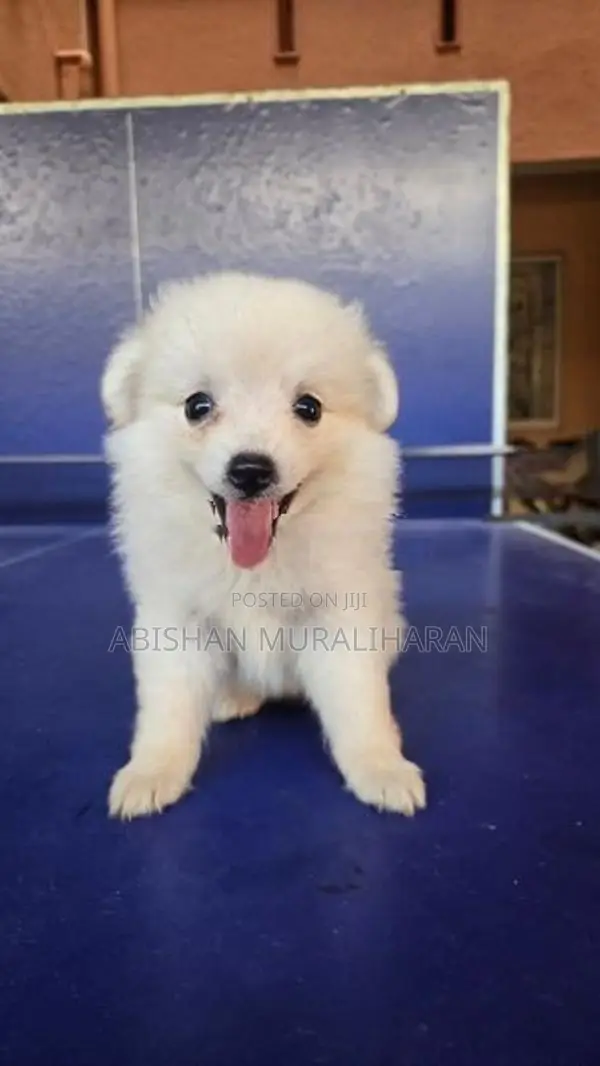 Mini Lion Pomeranian Puppies