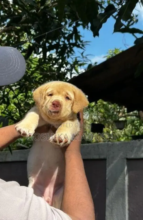 Labrador Puppy