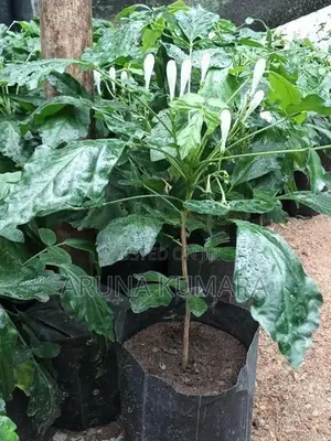 බිංකොහොඹ පැල