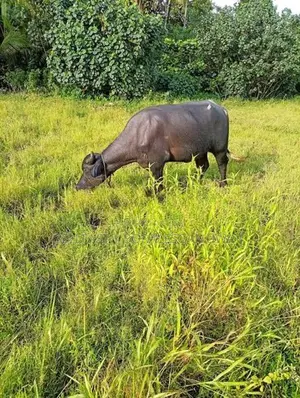 මී ගවයින් විකිණිමට ( Buffalo)
