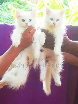 පර්සියන් පූස් පැටවුන්
