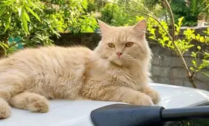 Persian Cat