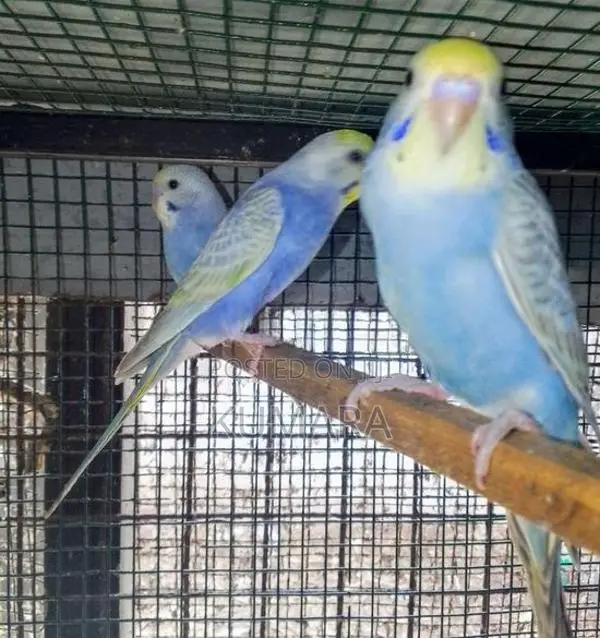 Rainbow Love Birds