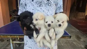 Mini Lion Pomeranian Puppies