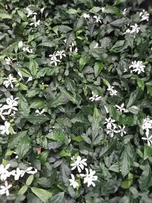 බිංකොහොඹ පැල