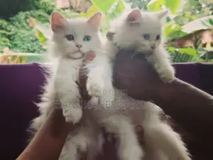 පර්සියන් පූස් පැටවුන්