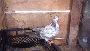 piegen