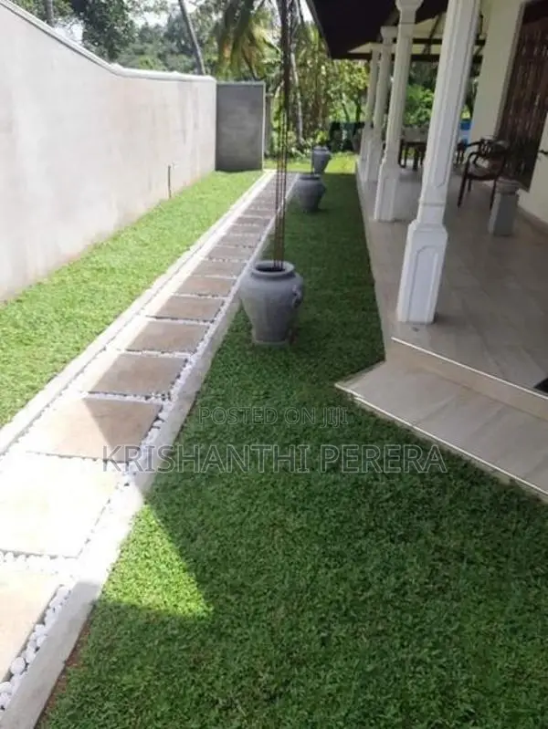 Malaysian Grass