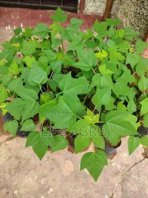 ගස් ලබු පැළ