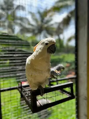 Citron crested cockatoo