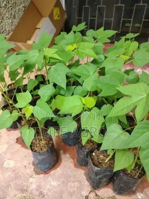 ගස් ලබු පැළ