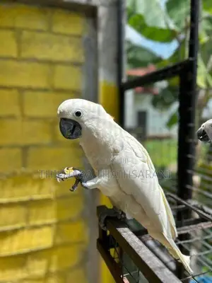 Citron crested cockatoo