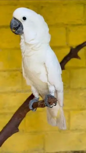Citron crested cockatoo