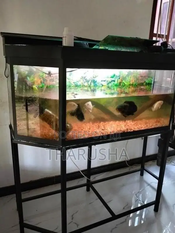 ස්ටෑන්ඩ් එක සහිත මාලු ටැංකිය