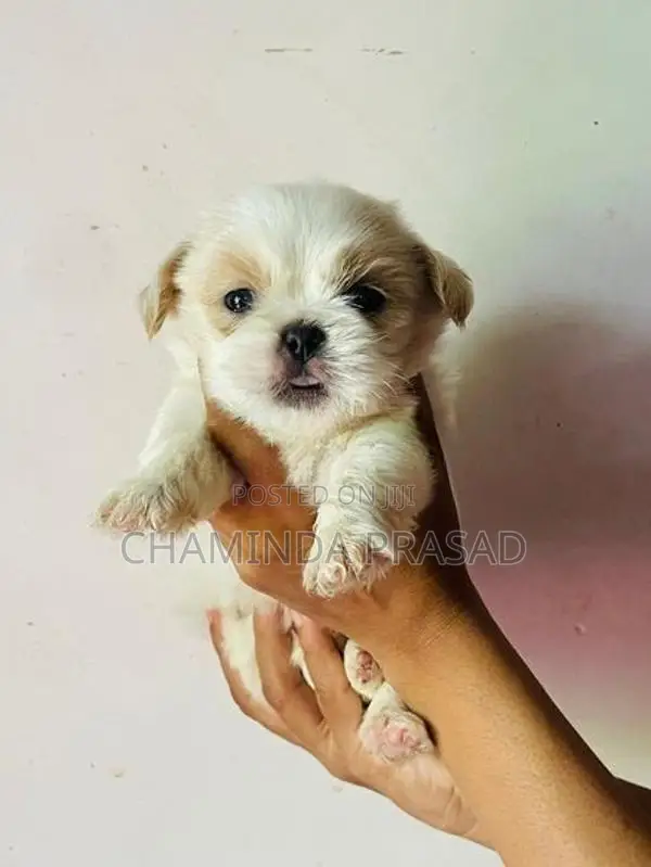 shitzu puppies
