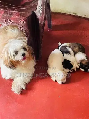 shitzu puppies