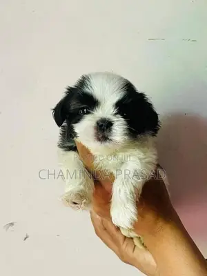 shitzu puppies
