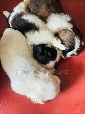 shitzu puppies