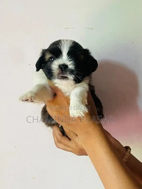 shitzu puppies