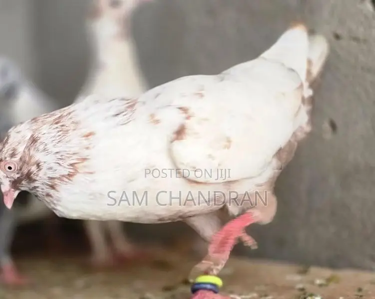 Lal Sri Pigeon