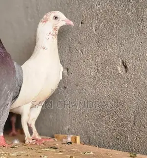 Lal Sri Pigeon