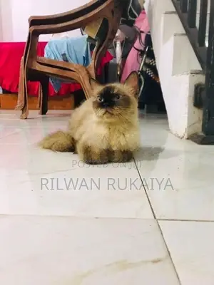 Himalayan Cat