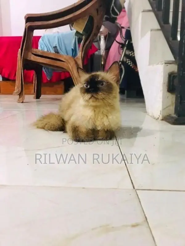 Himalayan Cat