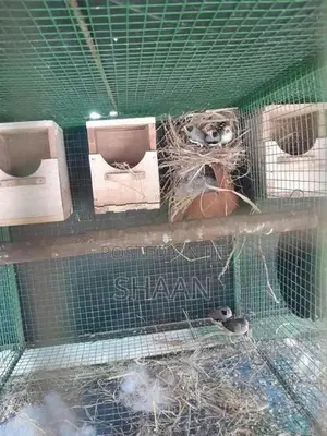finchers breeding pair