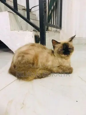 Himalayan Cat