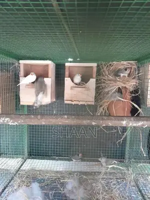 finchers breeding pair