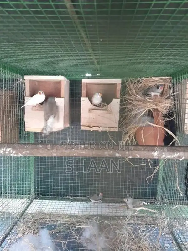 finchers breeding pair