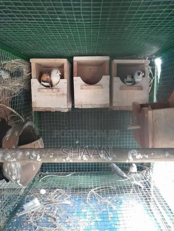 finchers breeding pair