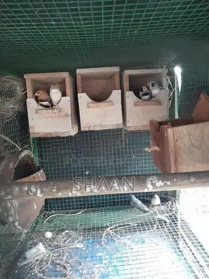 finchers breeding pair