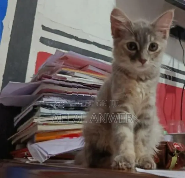 Persian Cat