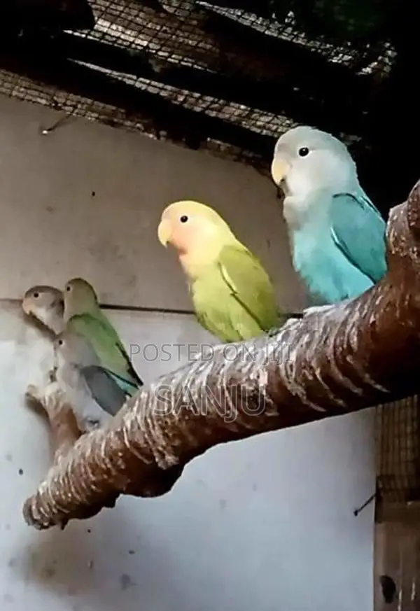 African love bird