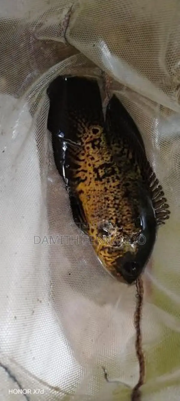 osca fish