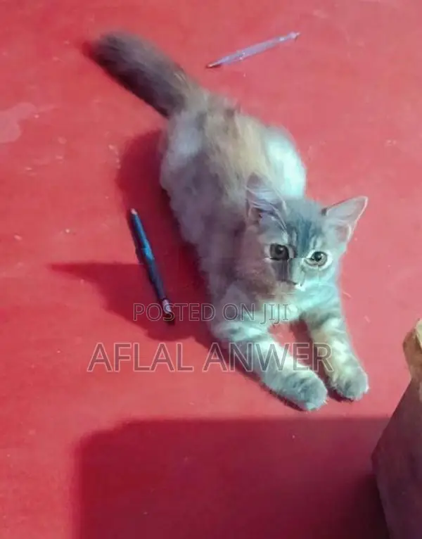Persian Cat