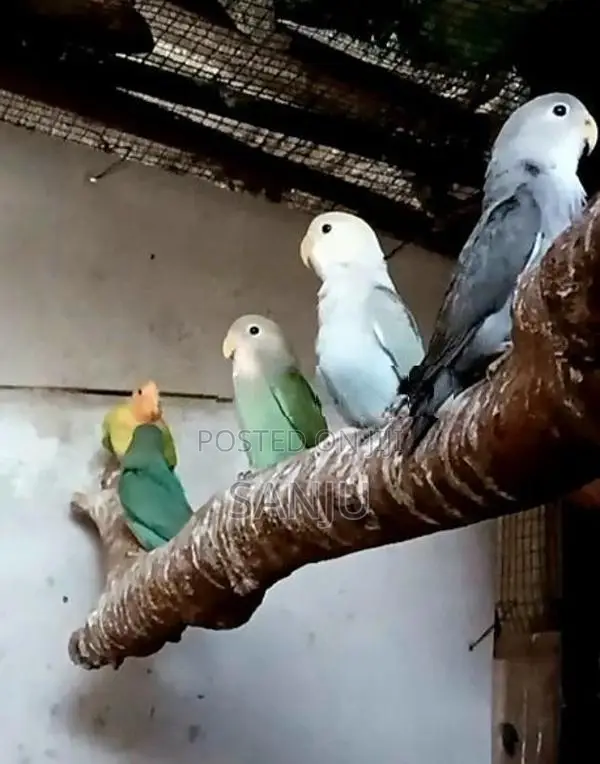 African love bird