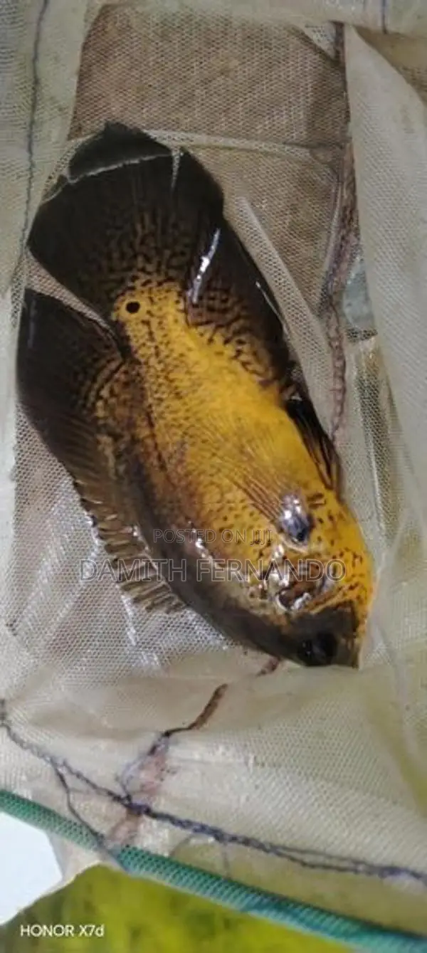 osca fish