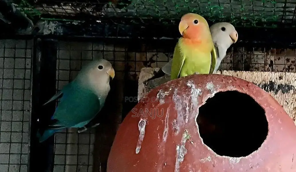 African love bird