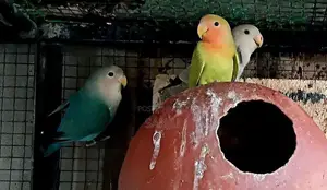 African love bird