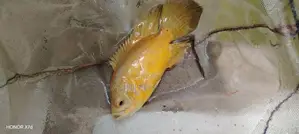 osca fish