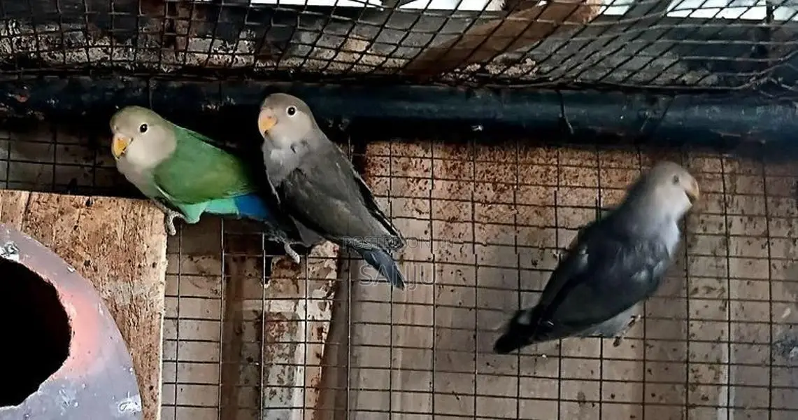 African love bird