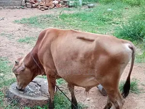 Native Cattle