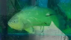 Oscar Fish with Aquarium Tank
