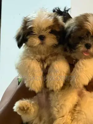 Shih Tzu