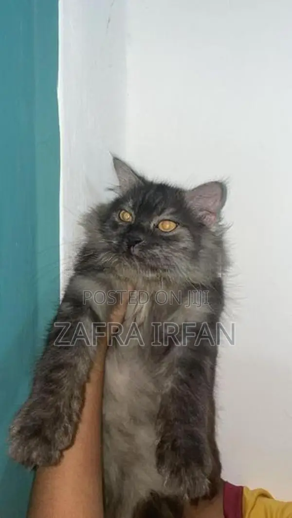 persian cat 7 month old male
