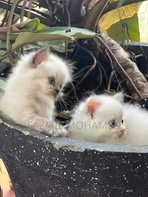 Persian cat