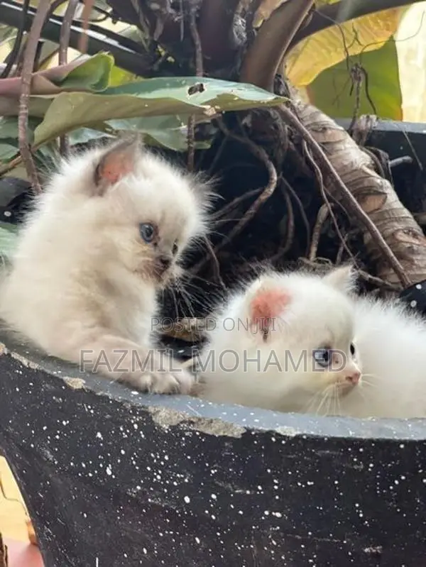 Persian cat