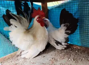 Black Tail Japanese Farm Chick